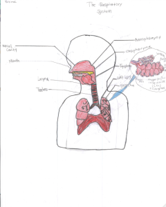 The Respiratory System How It Works | mygrade4blogfatimah