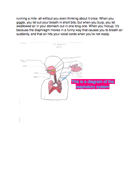 The Respiratory System How It Works | mygrade4blogfatimah